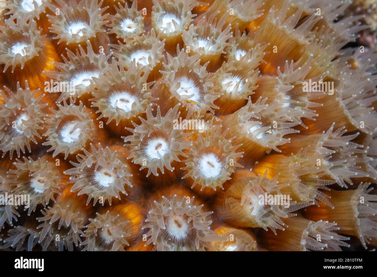 Astreopora is a genus of stony corals in the Acroporidae family. Members of the genus are commonly known as star corals Stock Photo