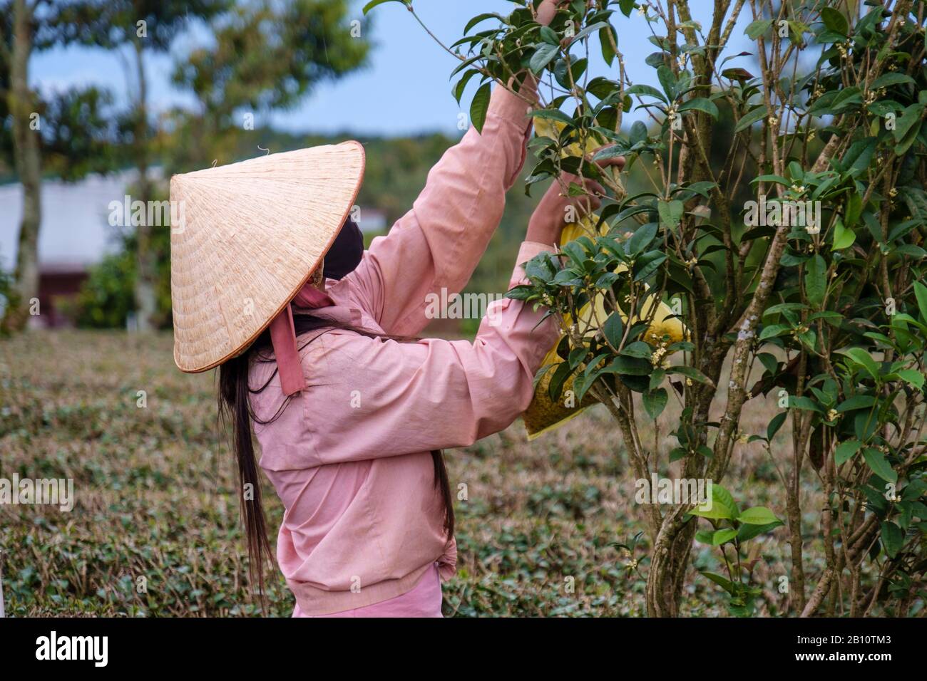 Tea picker, Bao Loc, Lam Dong Province, Vietnam, Asia Stock Photo