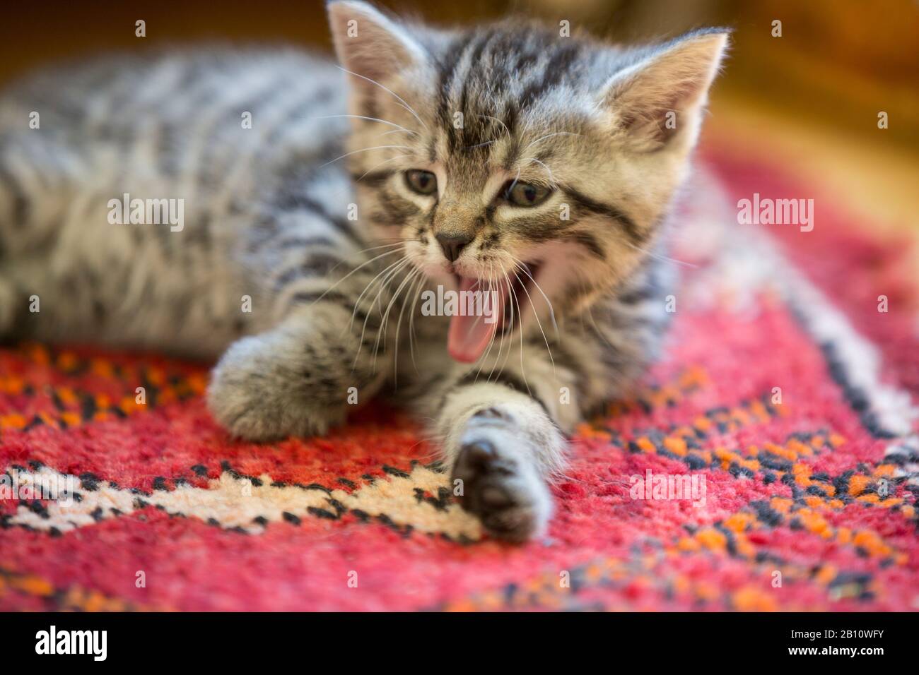 Kitten lies on a carpet and yawns Stock Photo