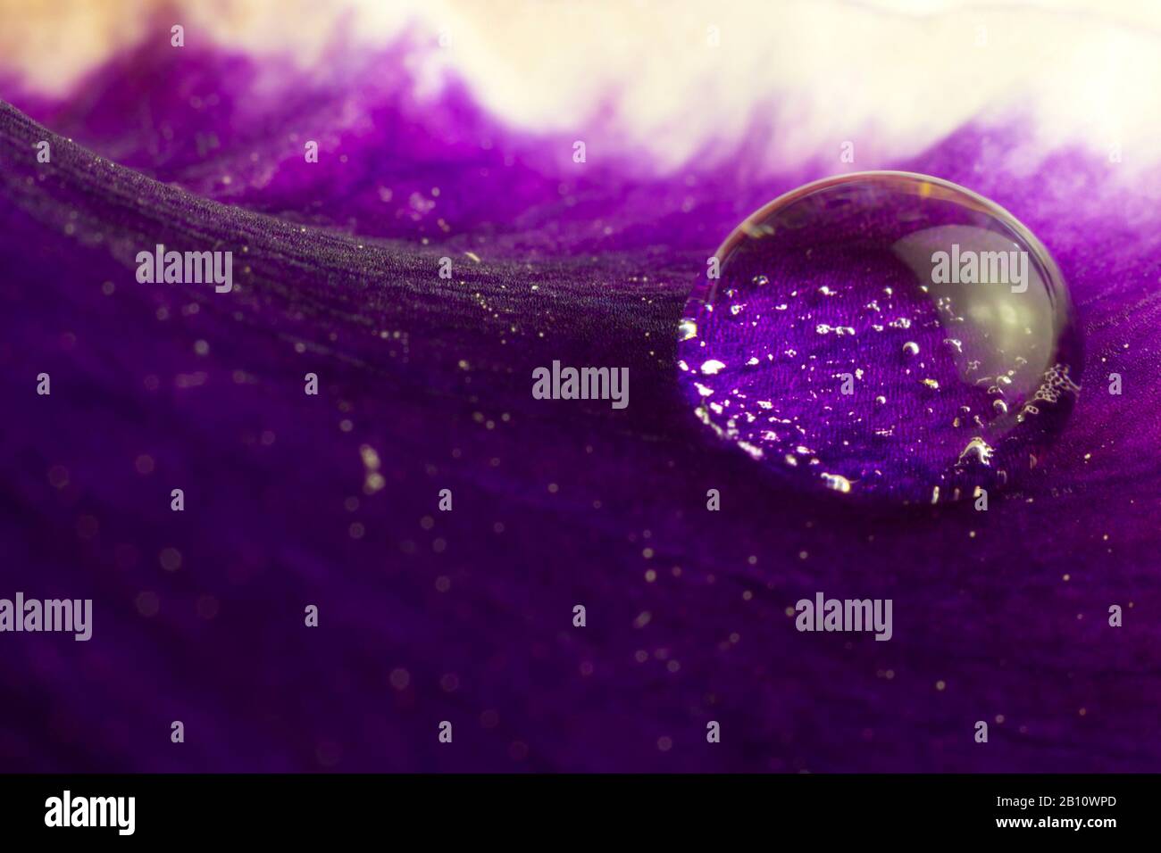 Droplet on purple petal. Macro photo. Background Stock Photo