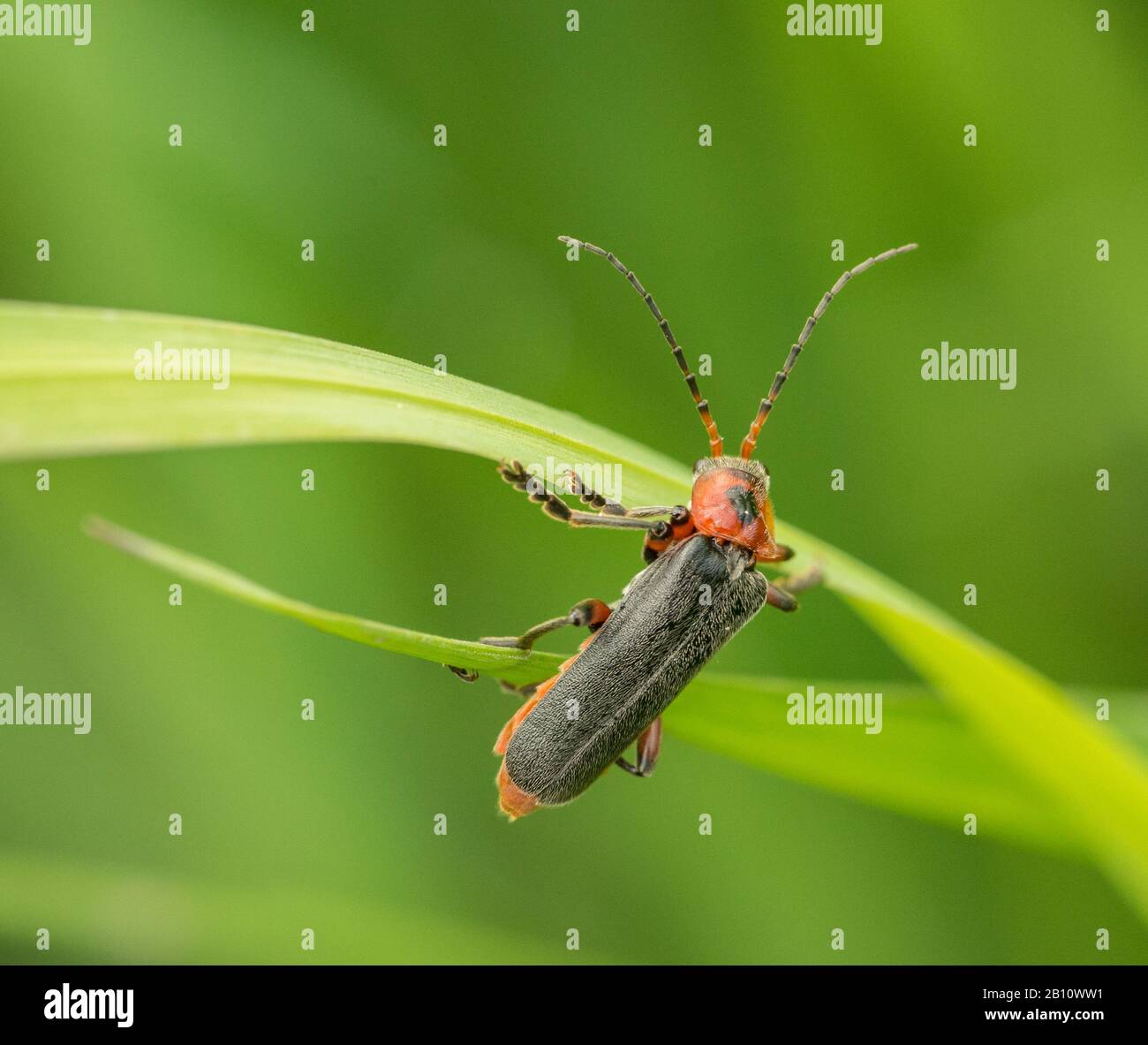 longhorn beetle crawling on grass leaves, wild, detail Stock Photo