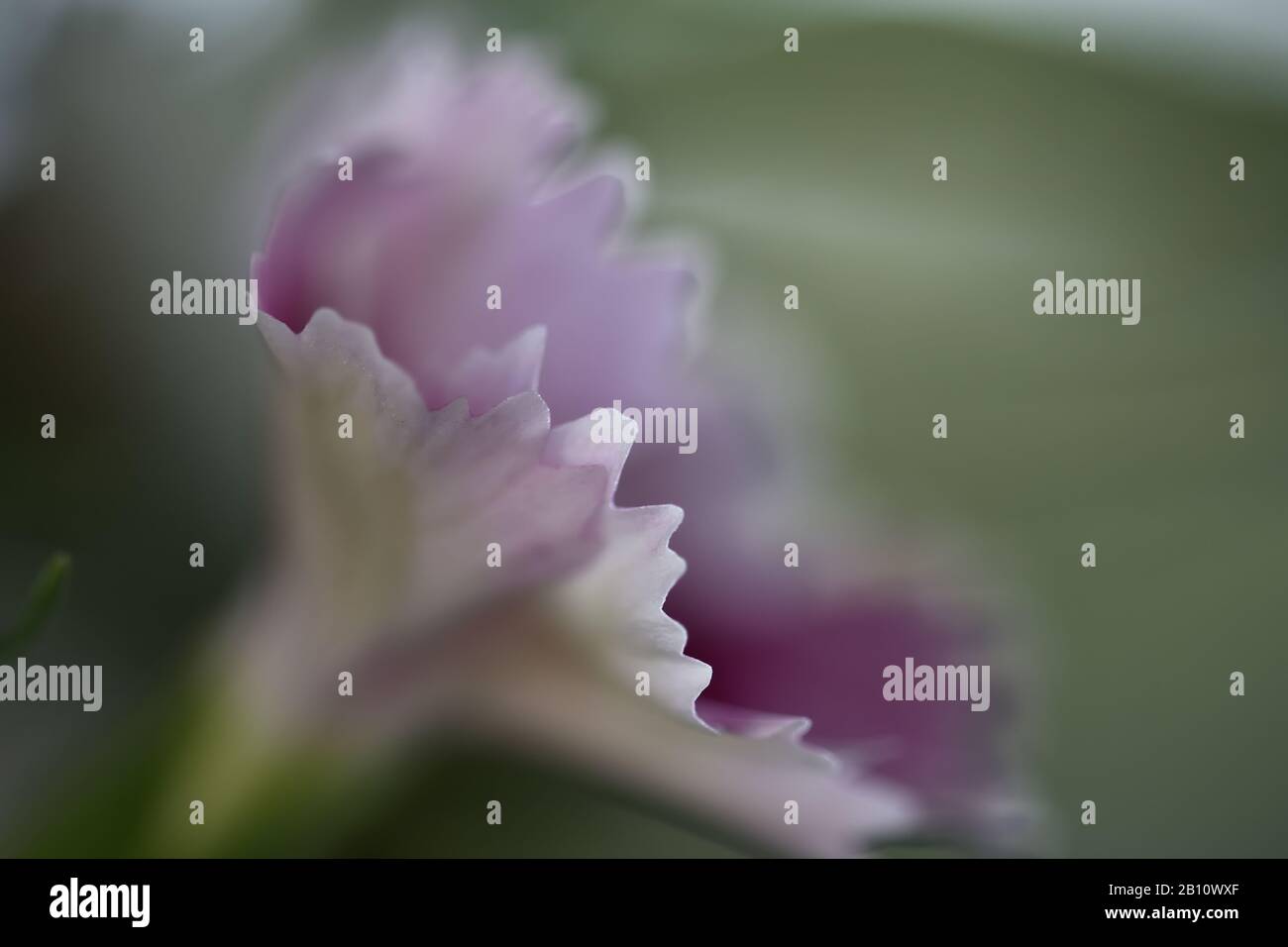 Details of the delicate and small flowers of Dianthus barbatus (Carnation of the poet, Minutisa, Clavelina) with a soft light Stock Photo