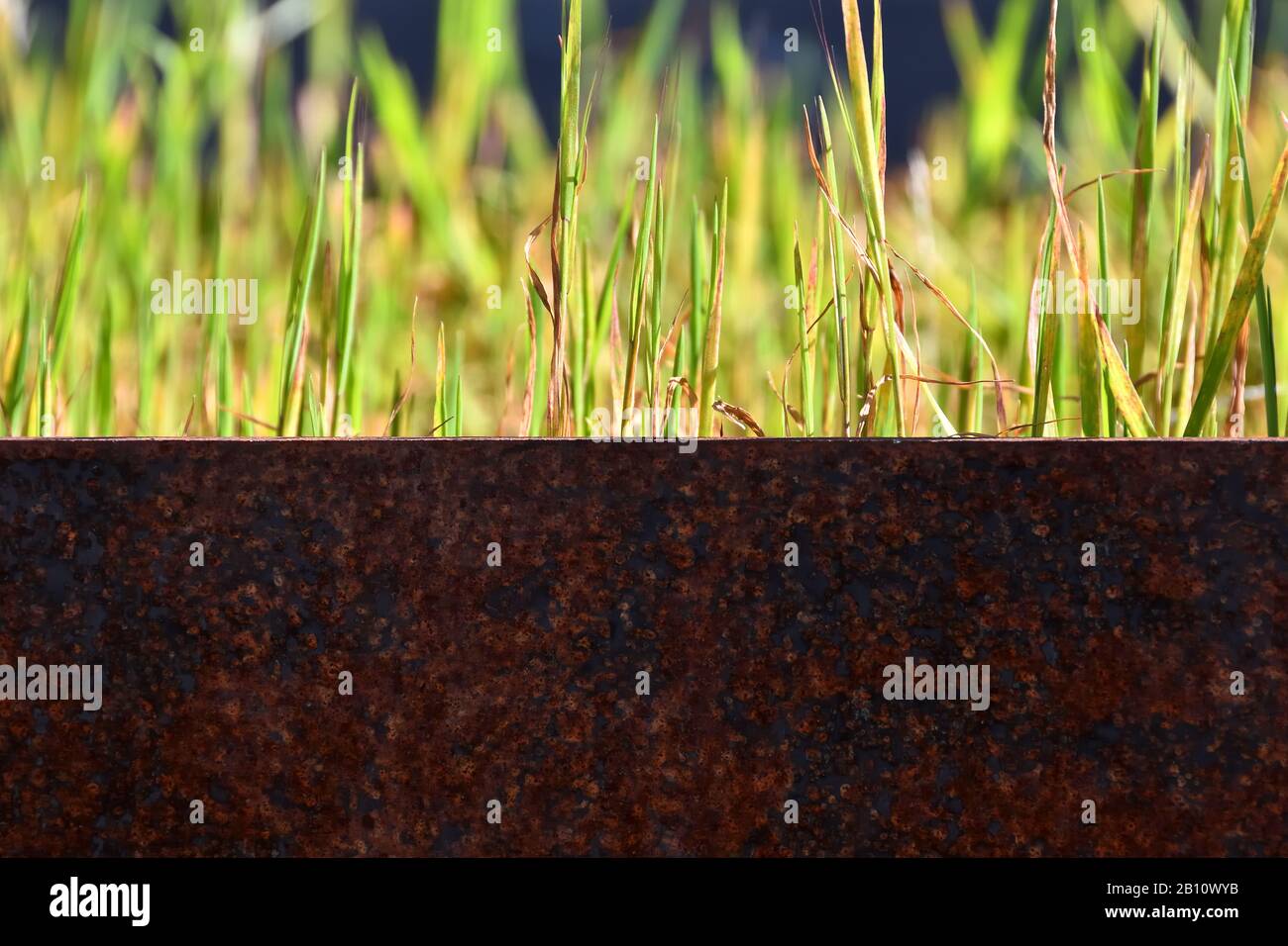 Detail of rusty metal planter with sunlit green grass Stock Photo