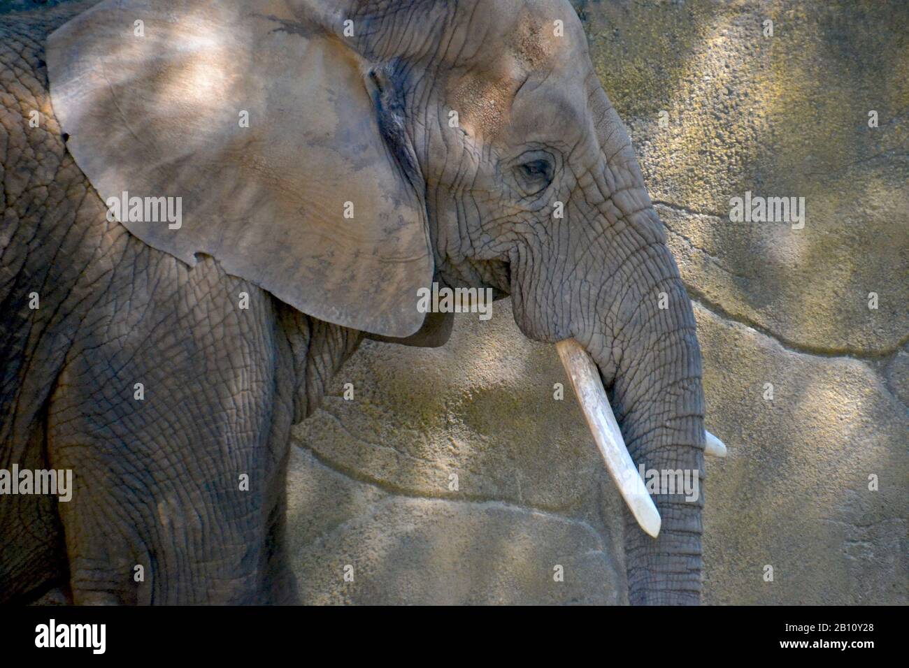 Beautiful african elephant in front of the wall Stock Photo