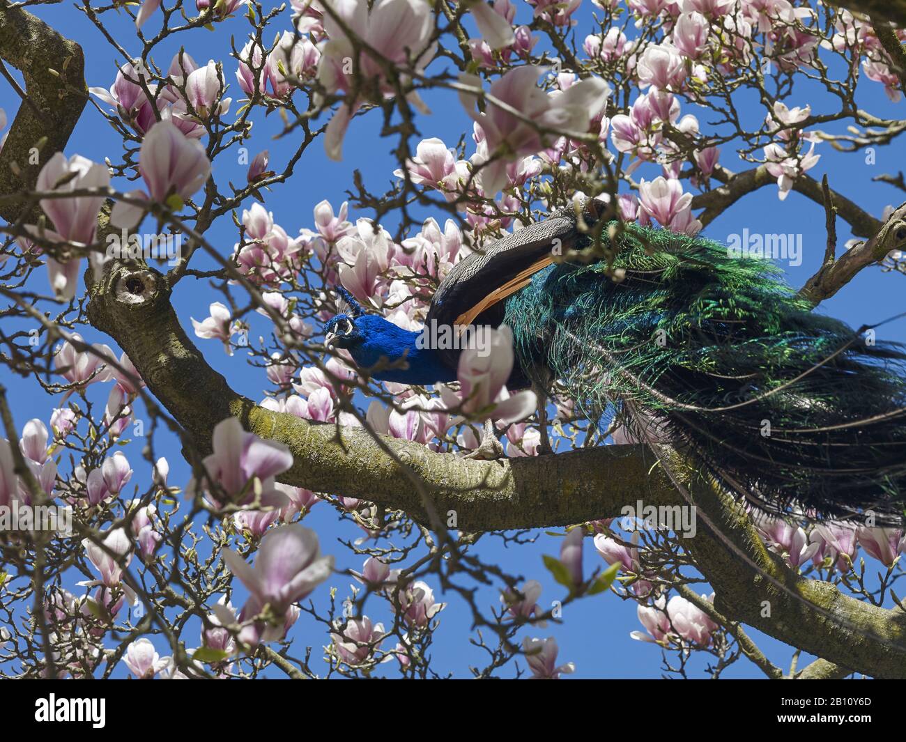 Black-winged peacock (Pavo cristatus mut. Nigripennis) in a magnolia Stock Photo