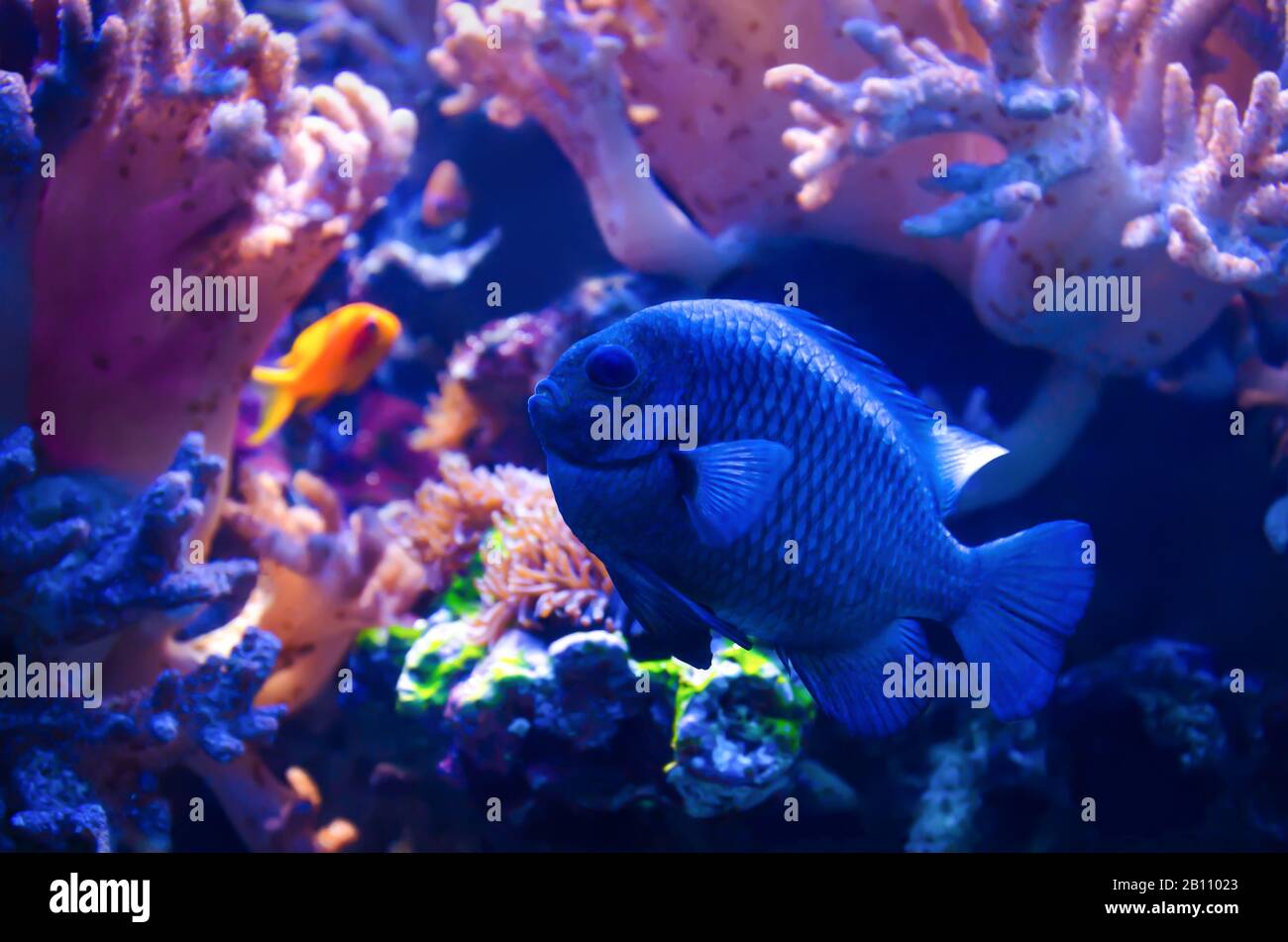Threespot dascyllus (domino damsel) fish swimming on pink coral reef background Stock Photo