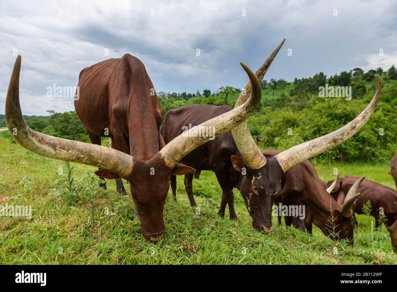 Uganda cattle hires stock photography and images Alamy