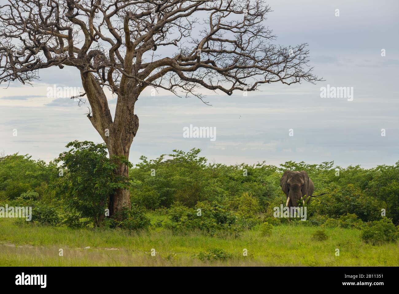 Elephant at the road, Chobe National Park, Botswana, Africa Stock Photo