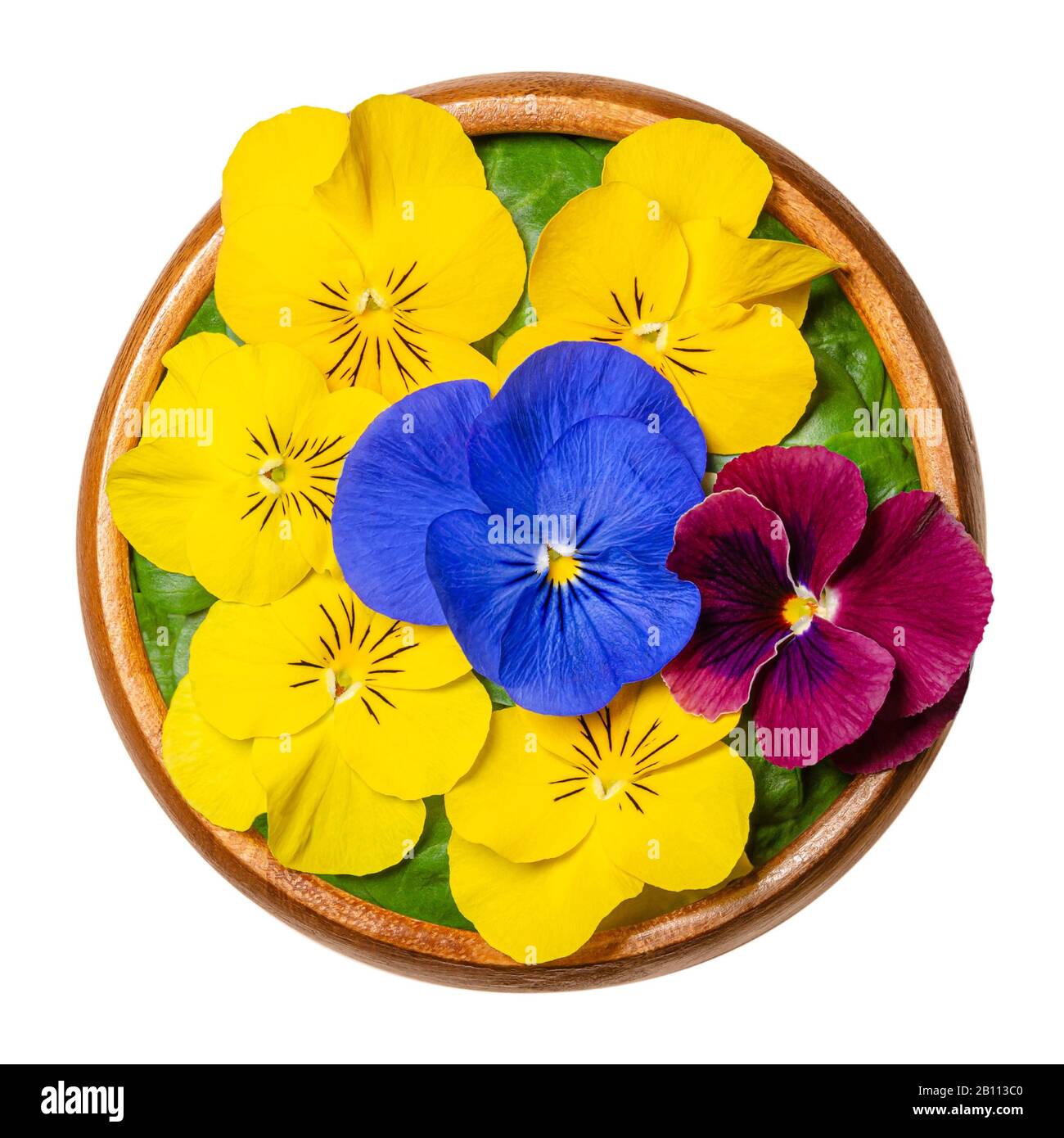 Fresh edible flowers, horned pansy over field salad leaves in wooden bowl. Yellow, violet and purple blossoms of Viola cornuta, horned violet. Stock Photo