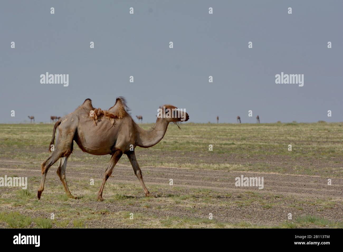 Kamel in der Mongolei Stock Photo