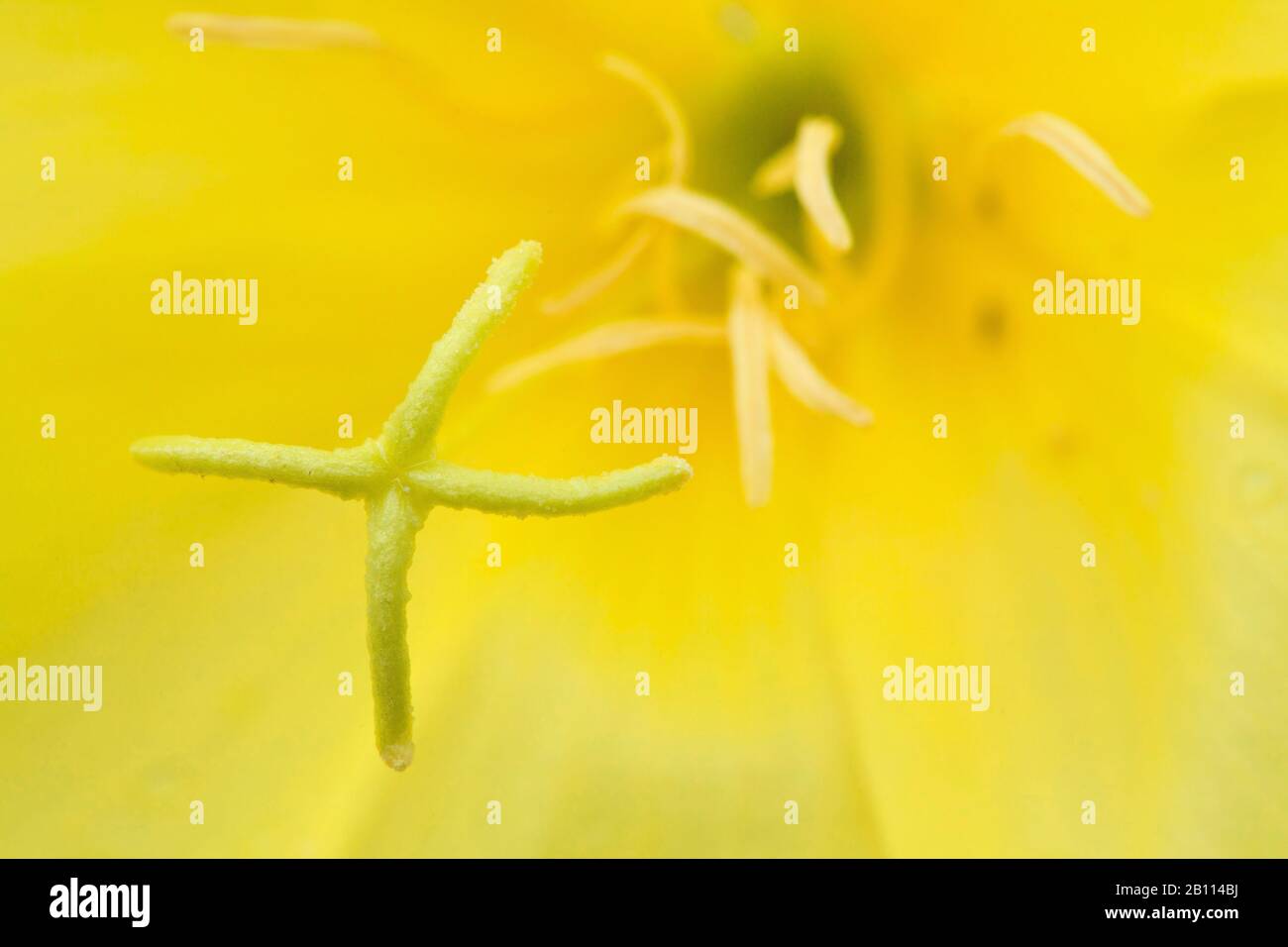 common evening primrose (Oenothera biennis), stigma and stamina, Germany, Bavaria Stock Photo