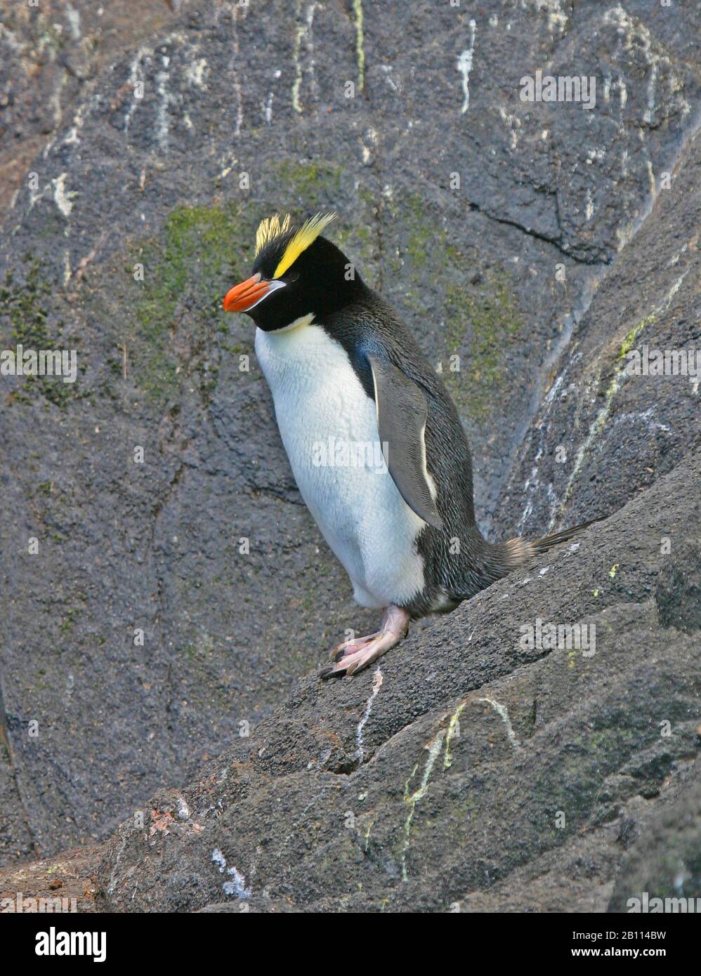 big-crested penguin (Eudyptes sclateri), stands on a rock, New Zealand Stock Photo