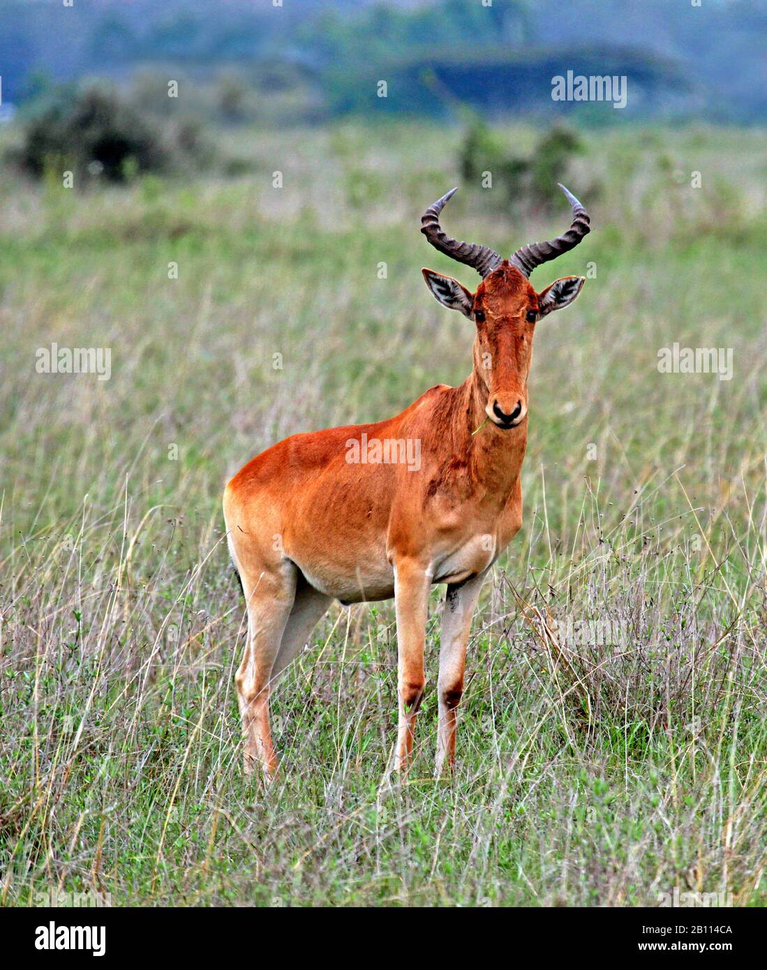 red hartebeest (Alcelaphus buselaphus), stands in savanna, Kenya Stock ...