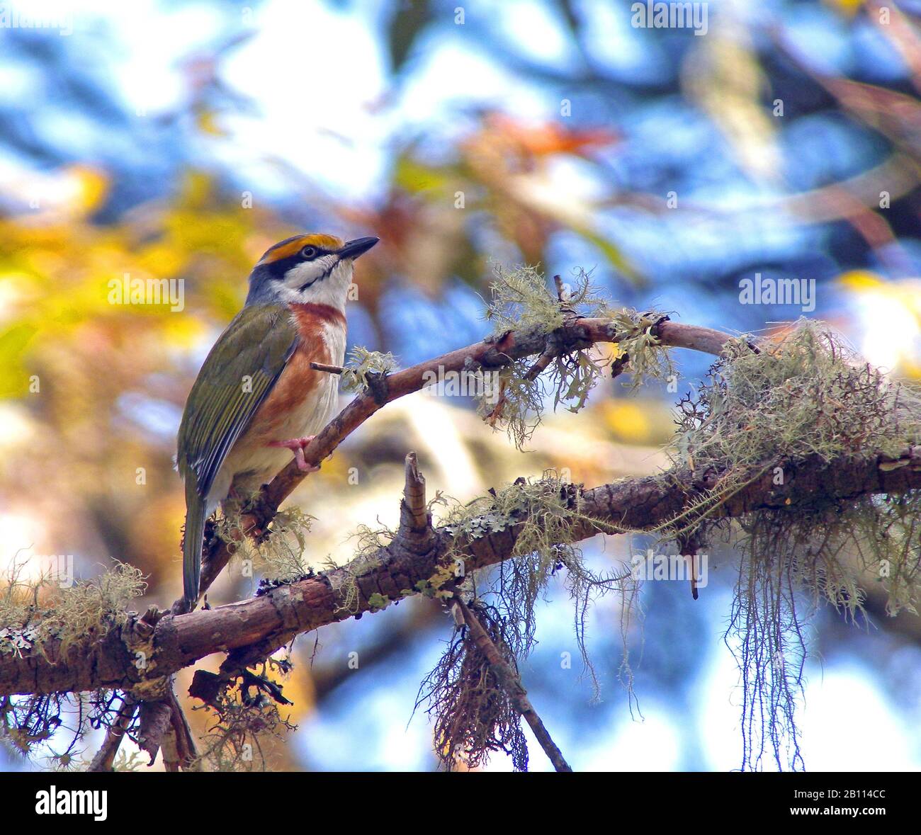 chestnut-sided shrike vireo (Vireolanius melitophrys), sits on a branch covered with lichens, Mexico Stock Photo