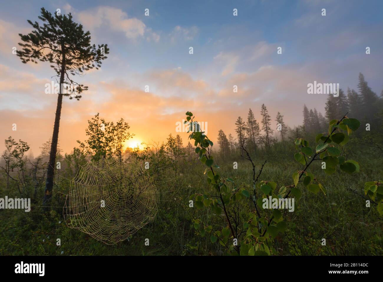 morning mood in a swamp, Scandinavia, Lapland, Norrbotten, Gaellivare Stock Photo