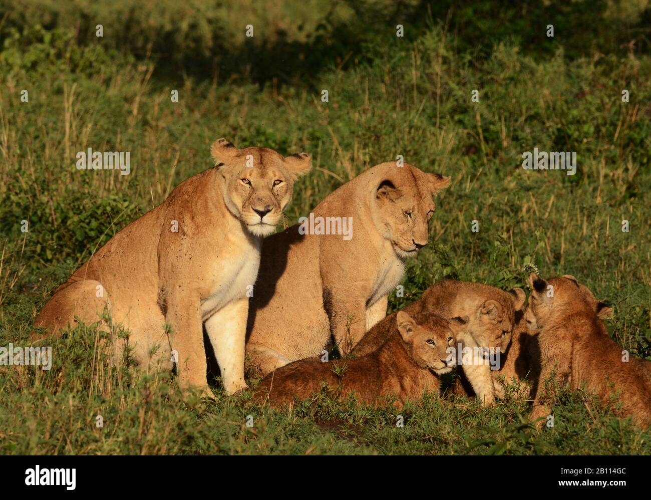 lion (Panthera leo), two lionesses with pups, Tanzania Stock Photo