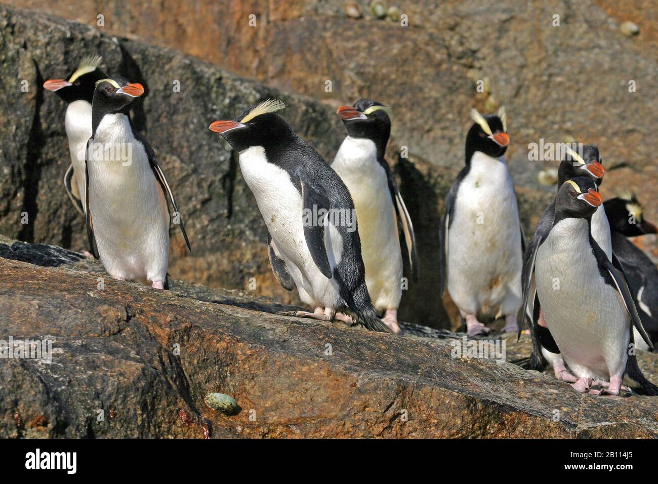 big-crested penguin (Eudyptes sclateri), colony on rock, New Zealand Stock Photo