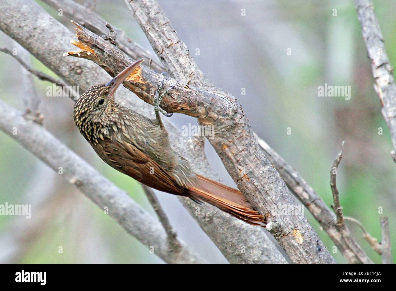 ivory-billed woodcreeper (Xiphorhynchus flavigaster), on a tree, Mexico Stock Photo