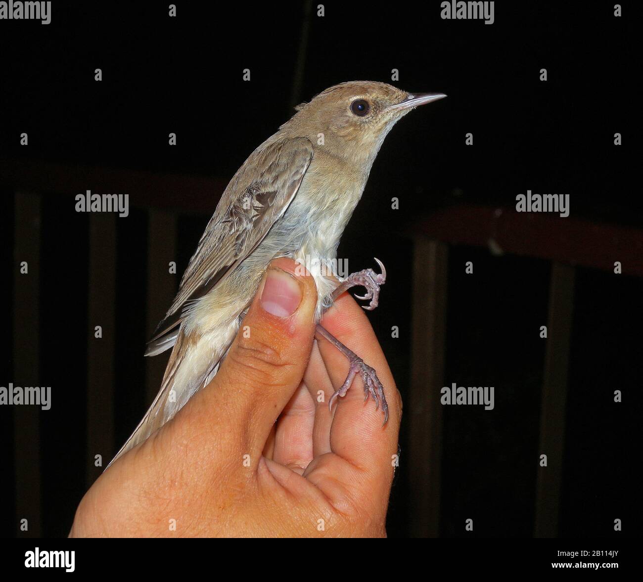 nightingale (Luscinia megarhynchos), is held in the hand for ringing, side view, Kenya Stock Photo