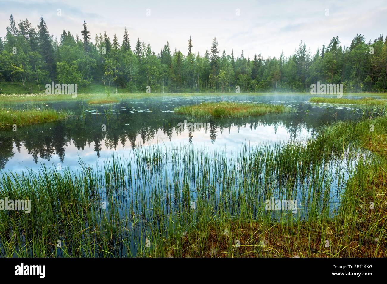 morning mist over a swamp, Sweden, Lapland, Norrbotten, Gaellivare Stock Photo