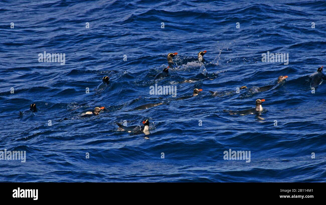 big-crested penguin (Eudyptes sclateri), swimming group, New Zealand Stock Photo