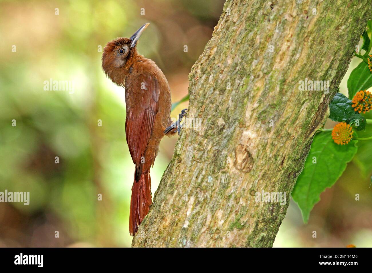 plain-brown woodcreeper (Dendrocincla fuliginosa), sits at a tree trunk, Lesser Antilles Stock Photo