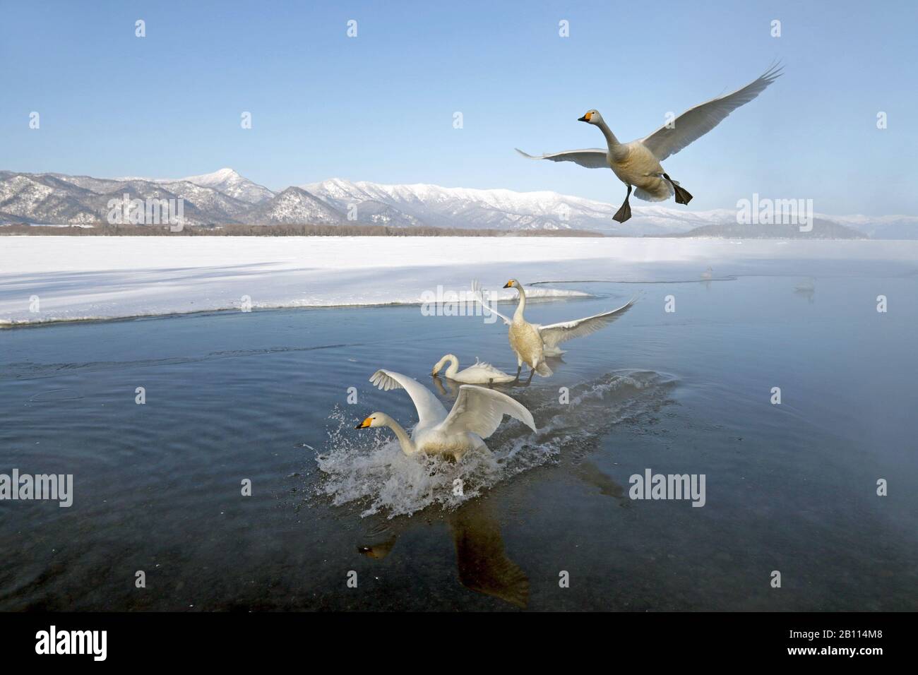 whooper swan (Cygnus cygnus), group landing in water, Japan, Hokkaido