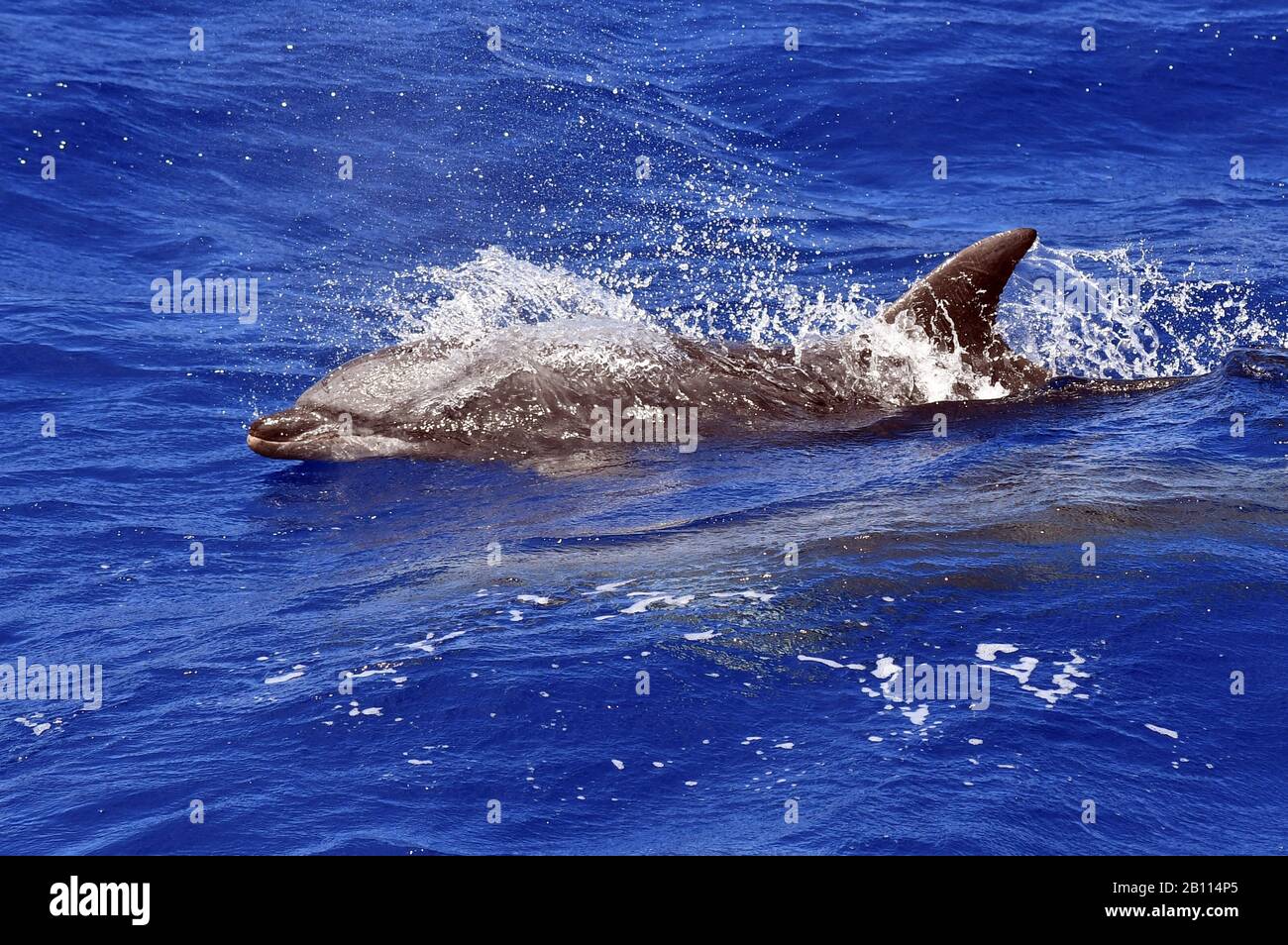 Bottlenosed dolphin, Common bottle-nosed dolphin (Tursiops truncatus), swimming in the open ocean, Atlantic Ocean Stock Photo