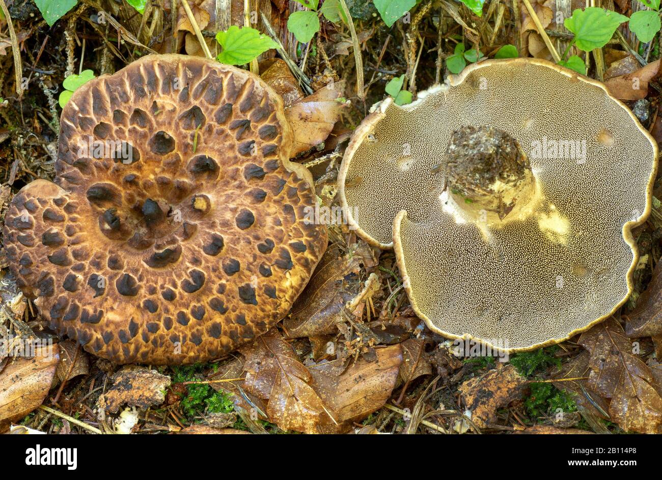 Scaly tooth, Shingled hedgehog, Scaly hedgehog (Sarcodon imbricatus), top view and from below, Germany, Bavaria, Ammergebirge Stock Photo
