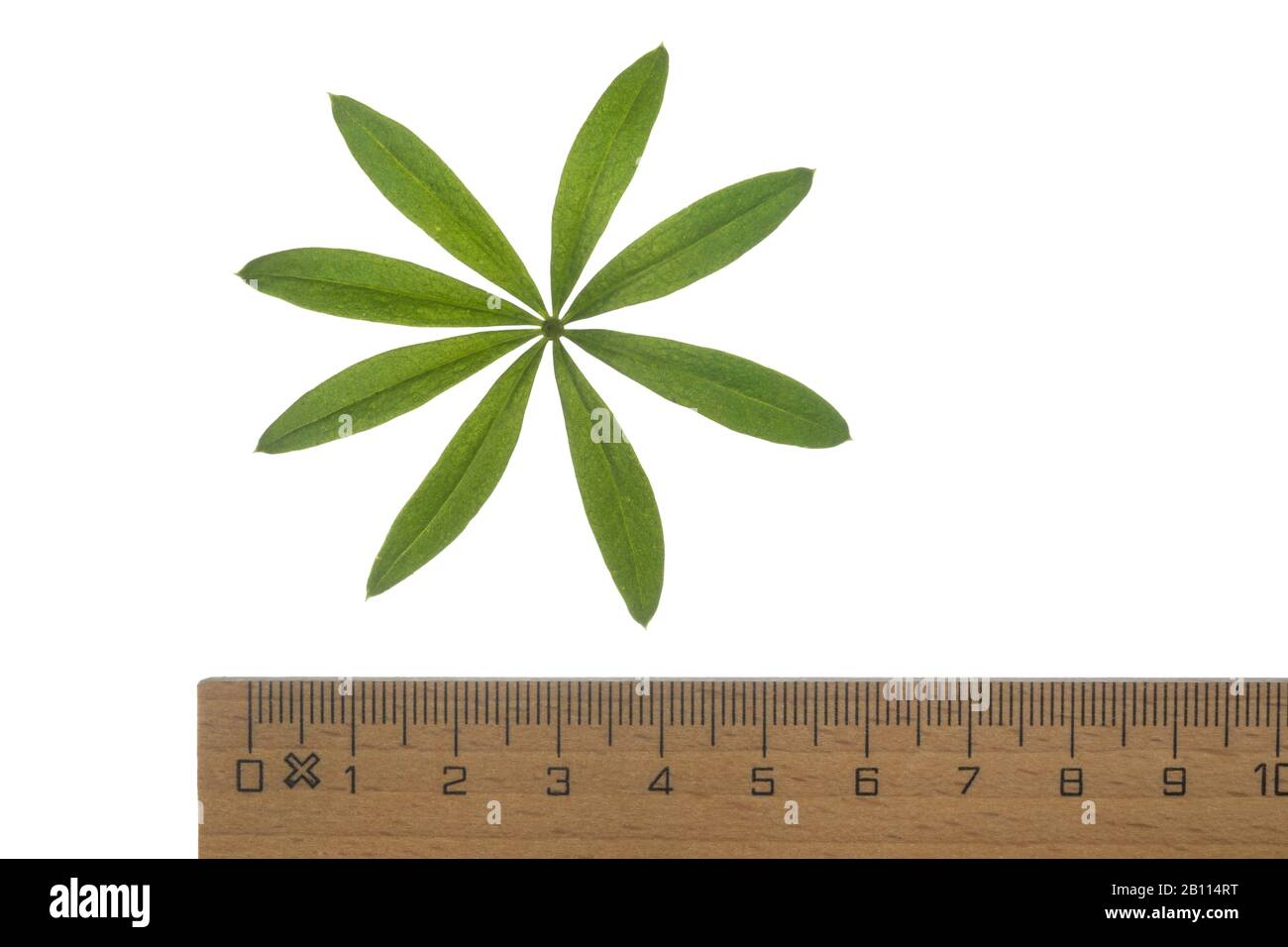 sweet woodruff (Galium odoratum), leaf whorl, cutout with ruler, Germany Stock Photo