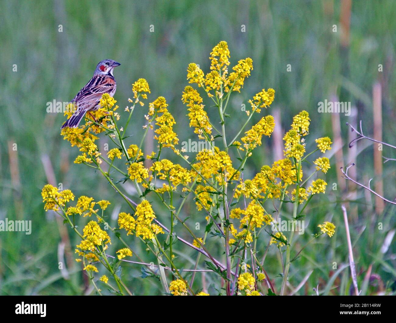 grey-hooded bunting (Emberiza fucata), sits on a yellow blooming plant, Japan Stock Photo