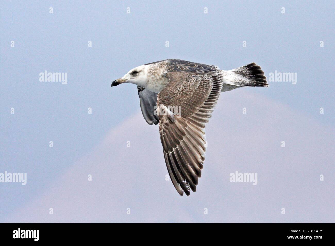 slaty-backed gull (Larus schistisagus), immature in flight, Japan Stock Photo