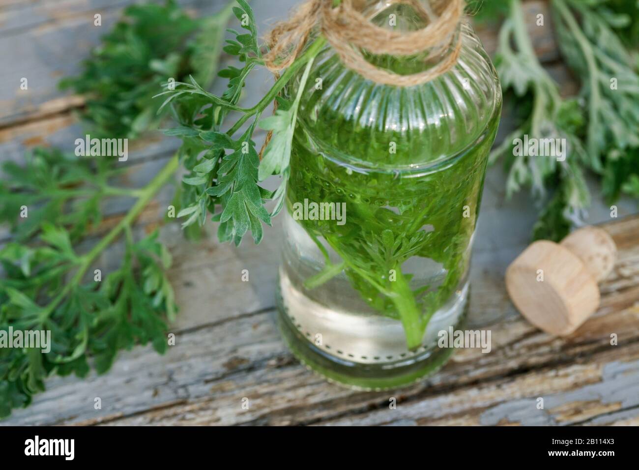 common wormwood, absinth wormwood, absinth sagewort (Artemisia absinthium), schnaps made from wormwood, Germany Stock Photo