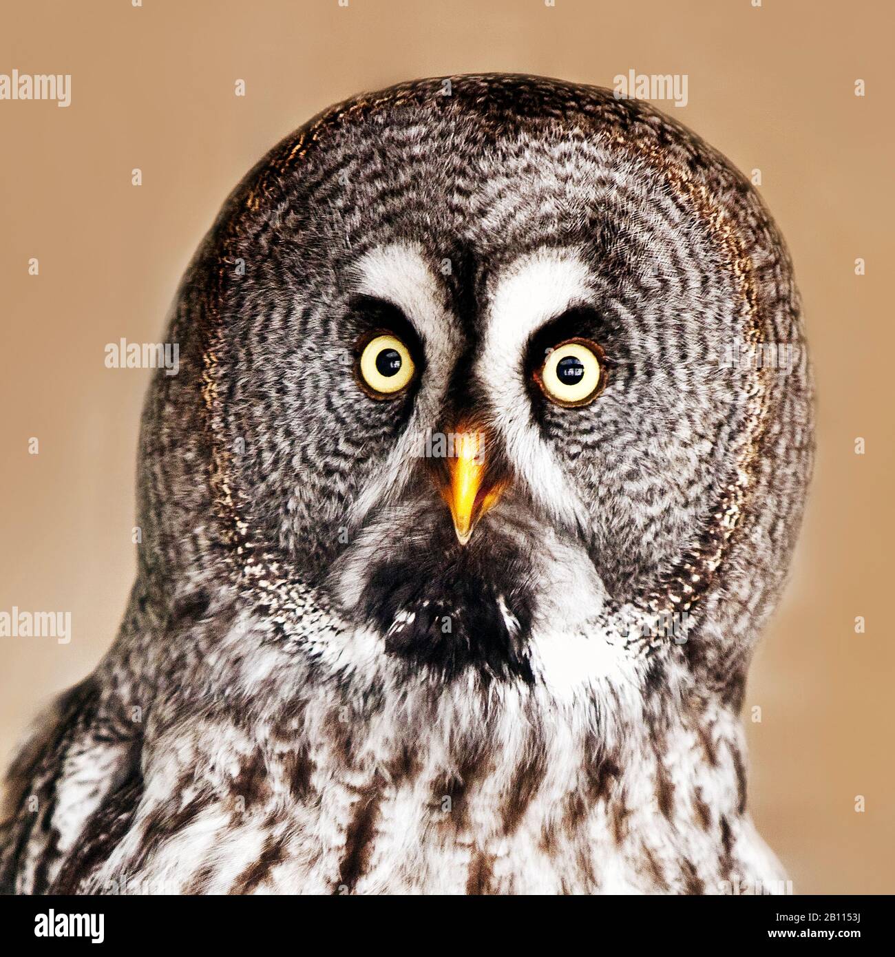 great grey owl (Strix nebulosa), portrait, front view, Pelm Stock Photo