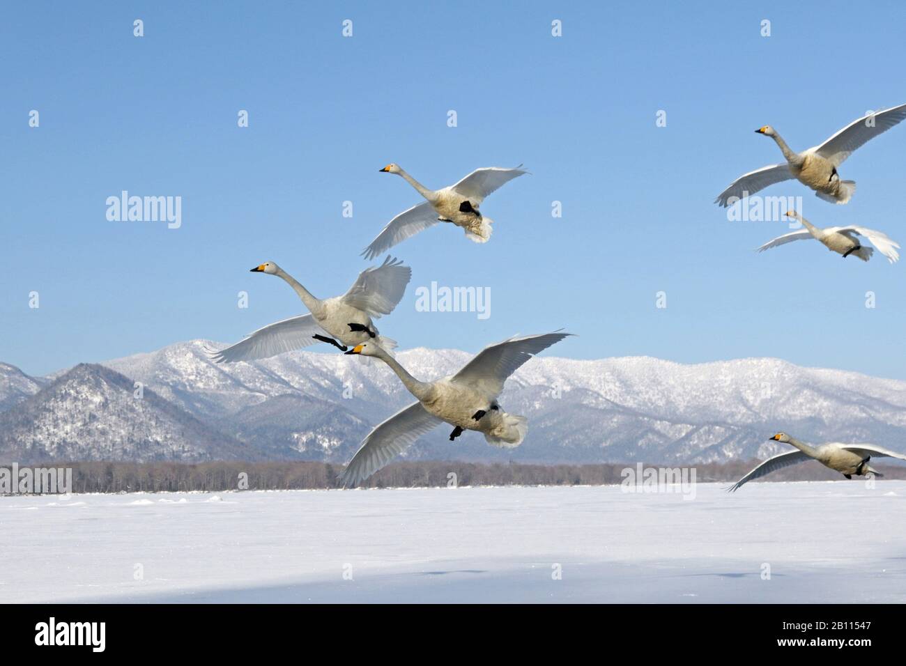 whooper swan (Cygnus cygnus), group in flight over winter landscape, Japan, Hokkaido, Kushiro Stock Photo