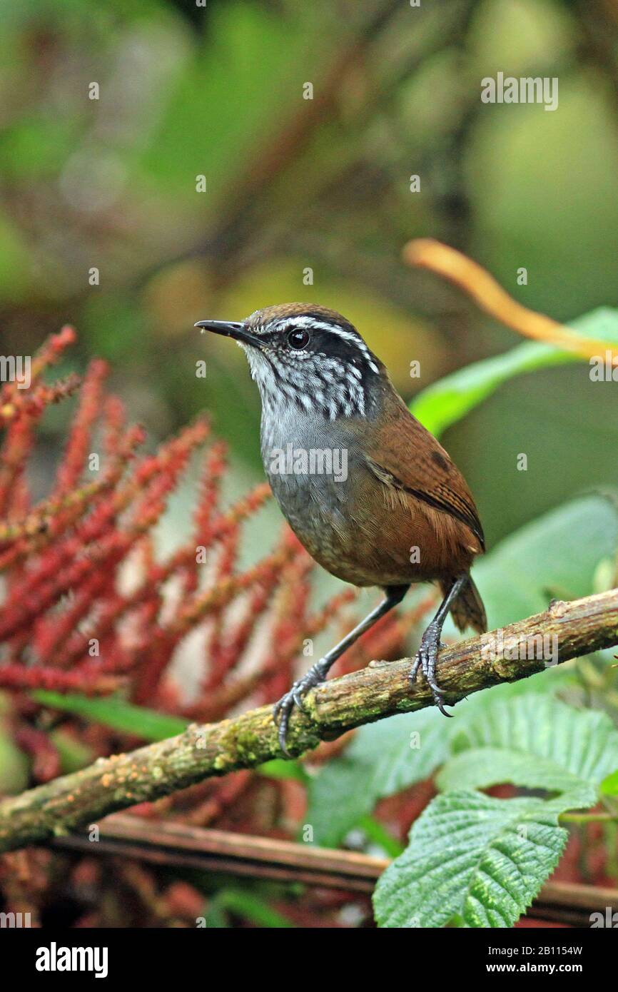 Munchique wood wren (Henicorhina negreti), Critically endangered; recently described, Colombia Stock Photo