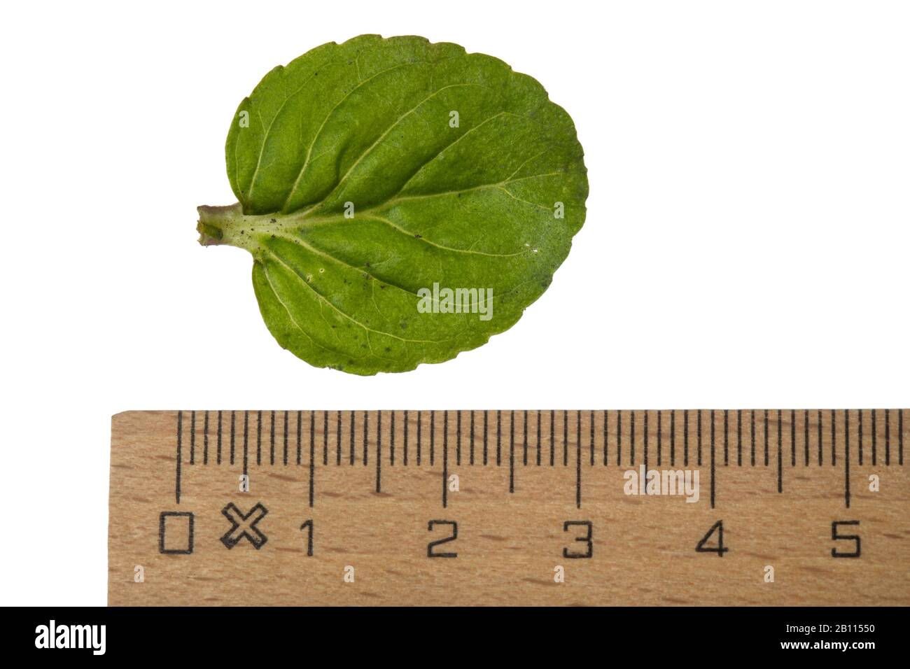 Wild water mint, Water mint, Horse mint (Mentha aquatica), leaf, cutout with ruler, Germany Stock Photo
