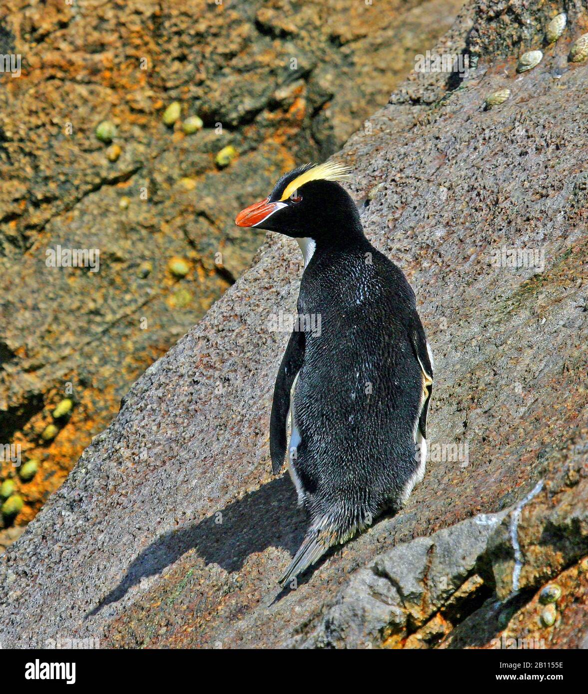 big-crested penguin (Eudyptes sclateri), stands on a rock, New Zealand Stock Photo