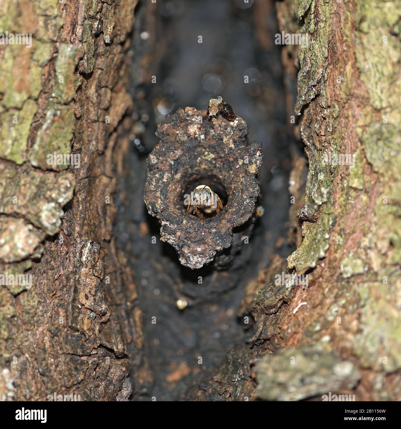 endemic wild bee leaves its nest in a tree, Cuba, Zapata  National Park Stock Photo