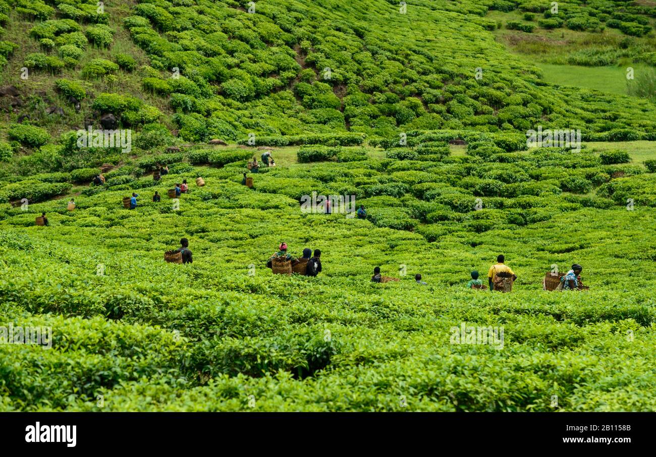 Tea pickers on a tea plantation near Mbeya, Tanzania, Africa Stock Photo