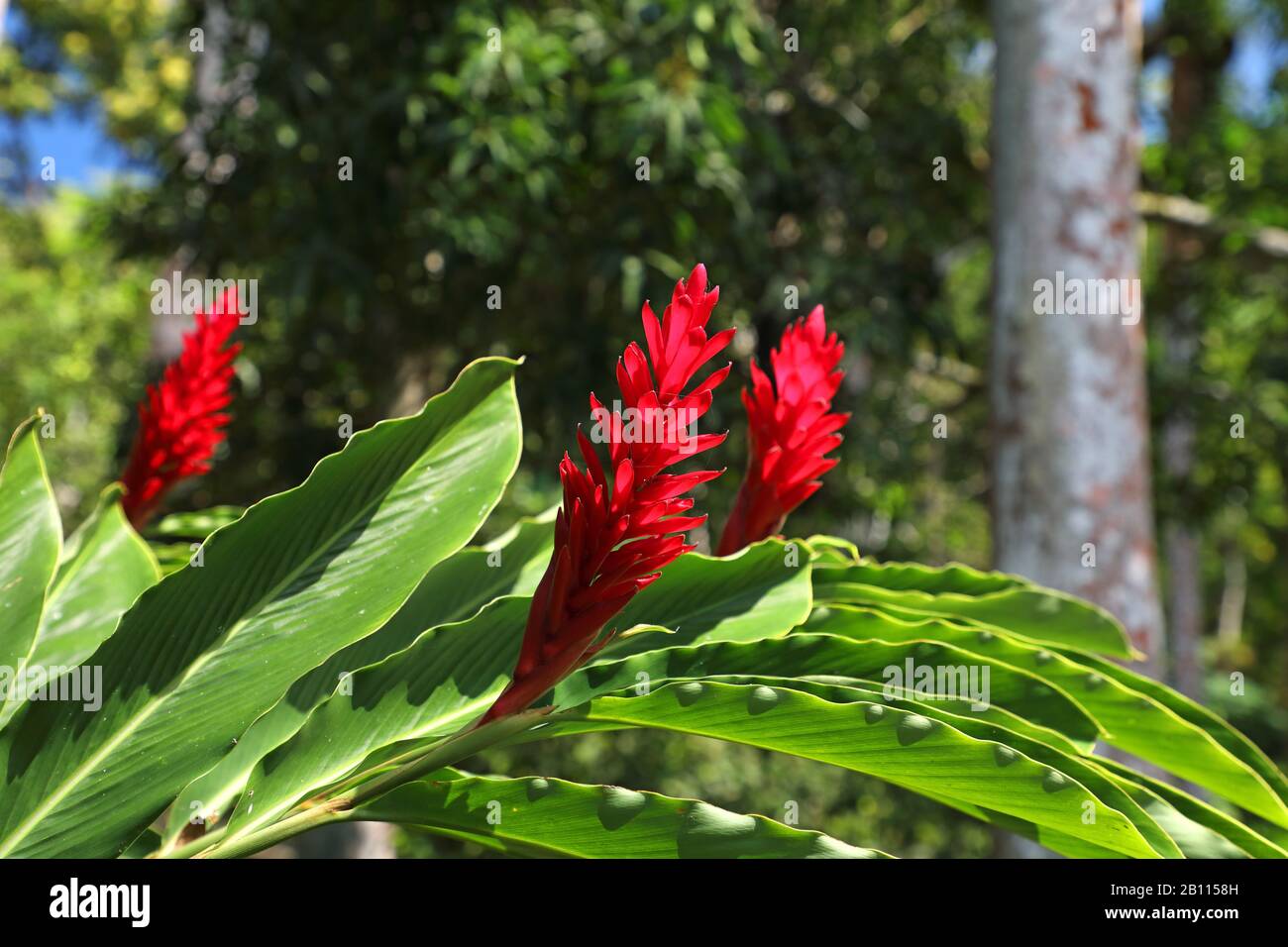 Red ginger (Alpinia purpurata), leaves and flowers, Cuba Stock Photo