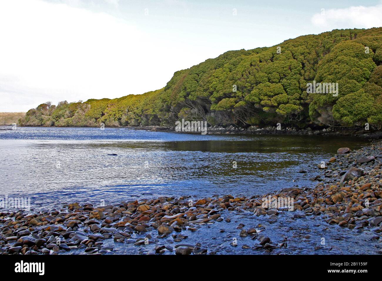 Erebus Cove, Auckland Islands, New Zealand, Auckland Islands Stock Photo