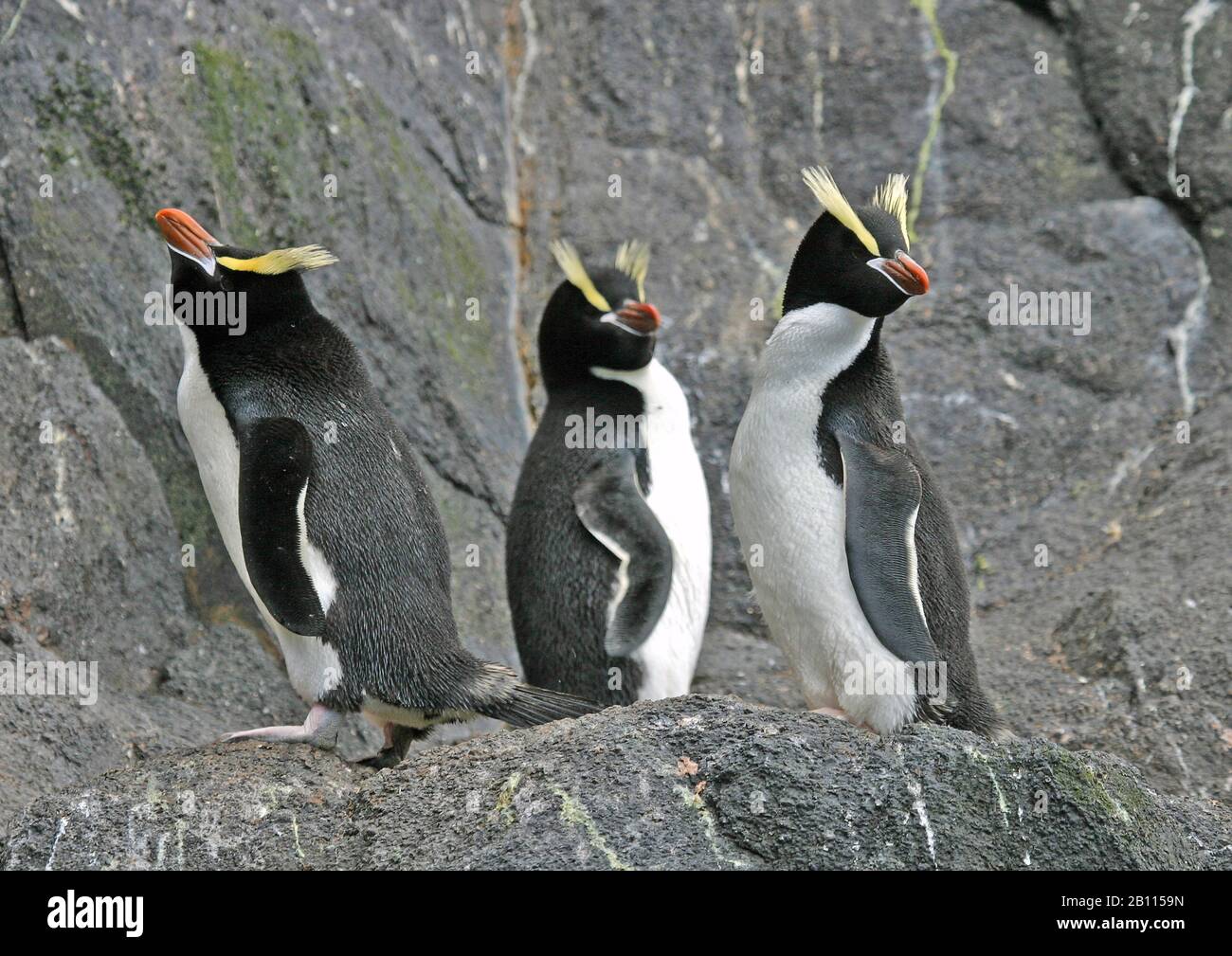 big-crested penguin (Eudyptes sclateri), three big-crested penguin stand on a rock, New Zealand Stock Photo