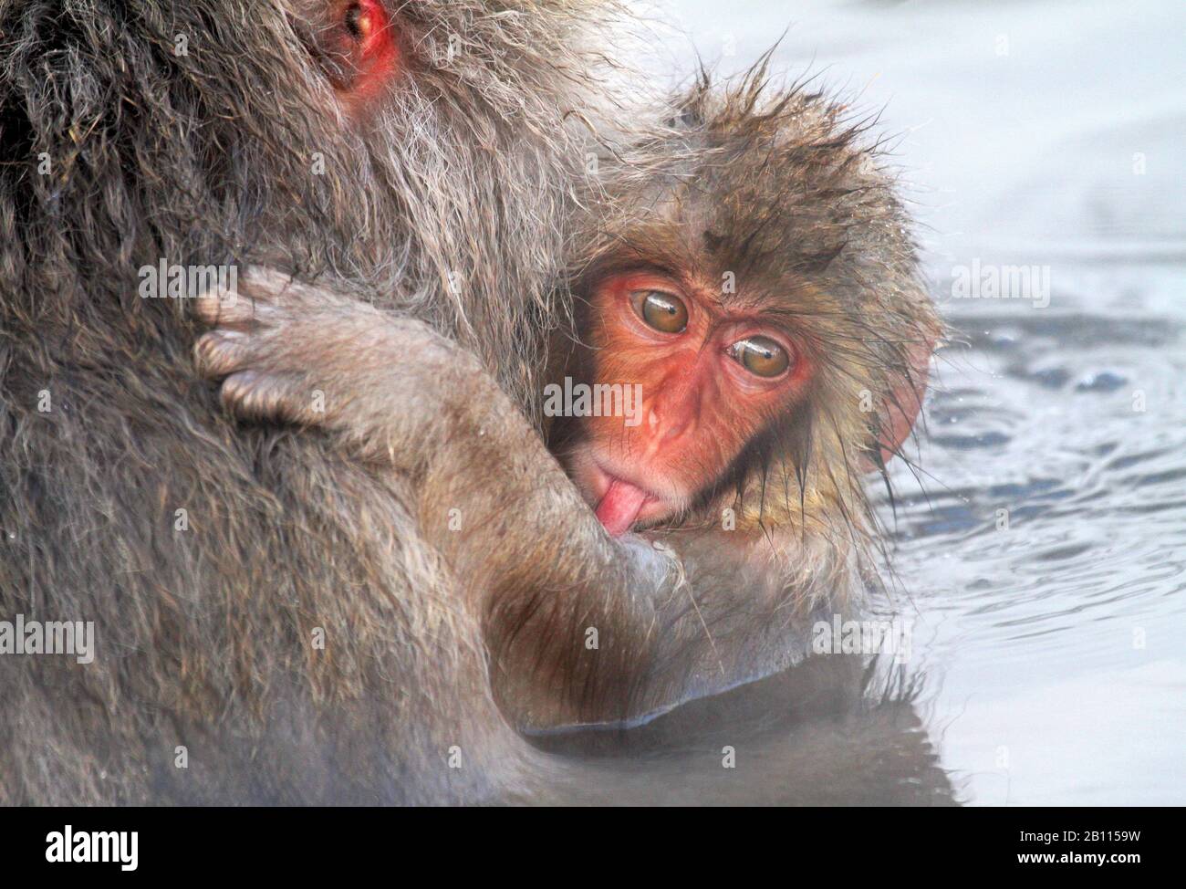 Japanese macaque, snow monkey (Macaca fuscata), pup sticking tongue out, Japan Stock Photo