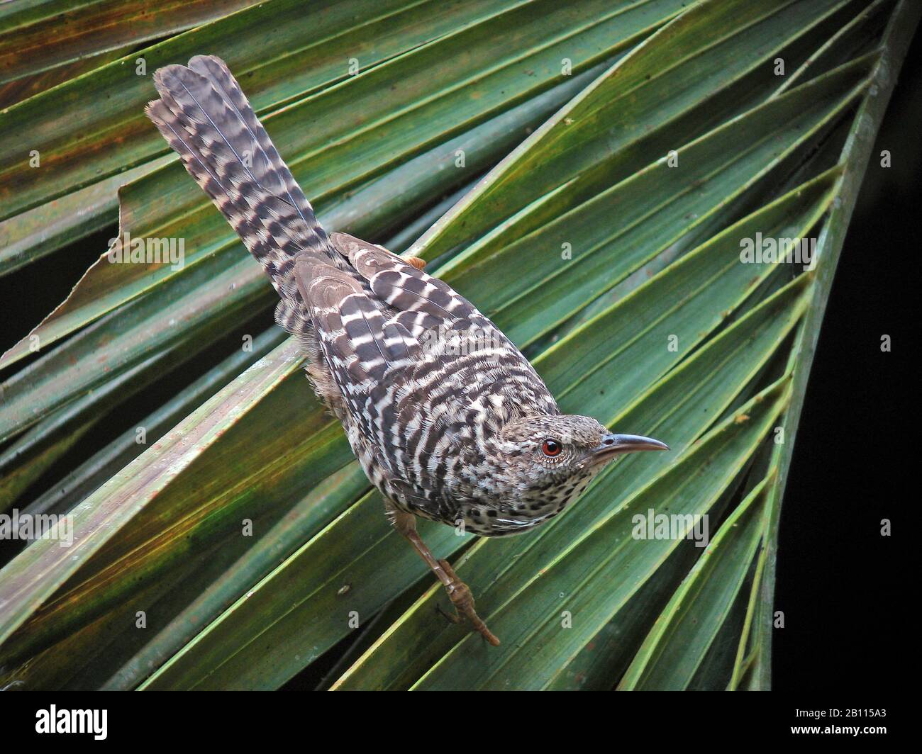 banded-backed wren (Campylorhynchus zonatus), on a palm frond, Colombia Stock Photo