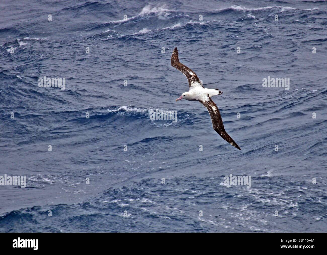 Gibson's albatross (Diomedea gibsoni), flying over the ocean, New Zealand Stock Photo