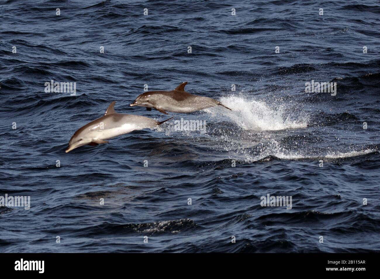 Atlantic spotted dolphin (Stenella frontalis), two Atlantic spotted dolphins jump out of the sea, Cape Verde Stock Photo