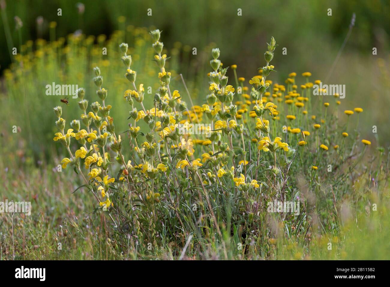 Lamwick Plant (Phlomis lychnitis), blooming, Spain Stock Photo