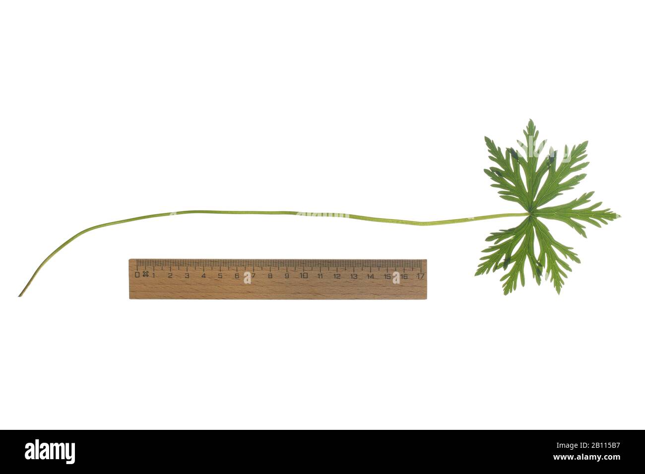 meadow cranesbill (Geranium pratense), leaf, cutout with ruler, Germany Stock Photo