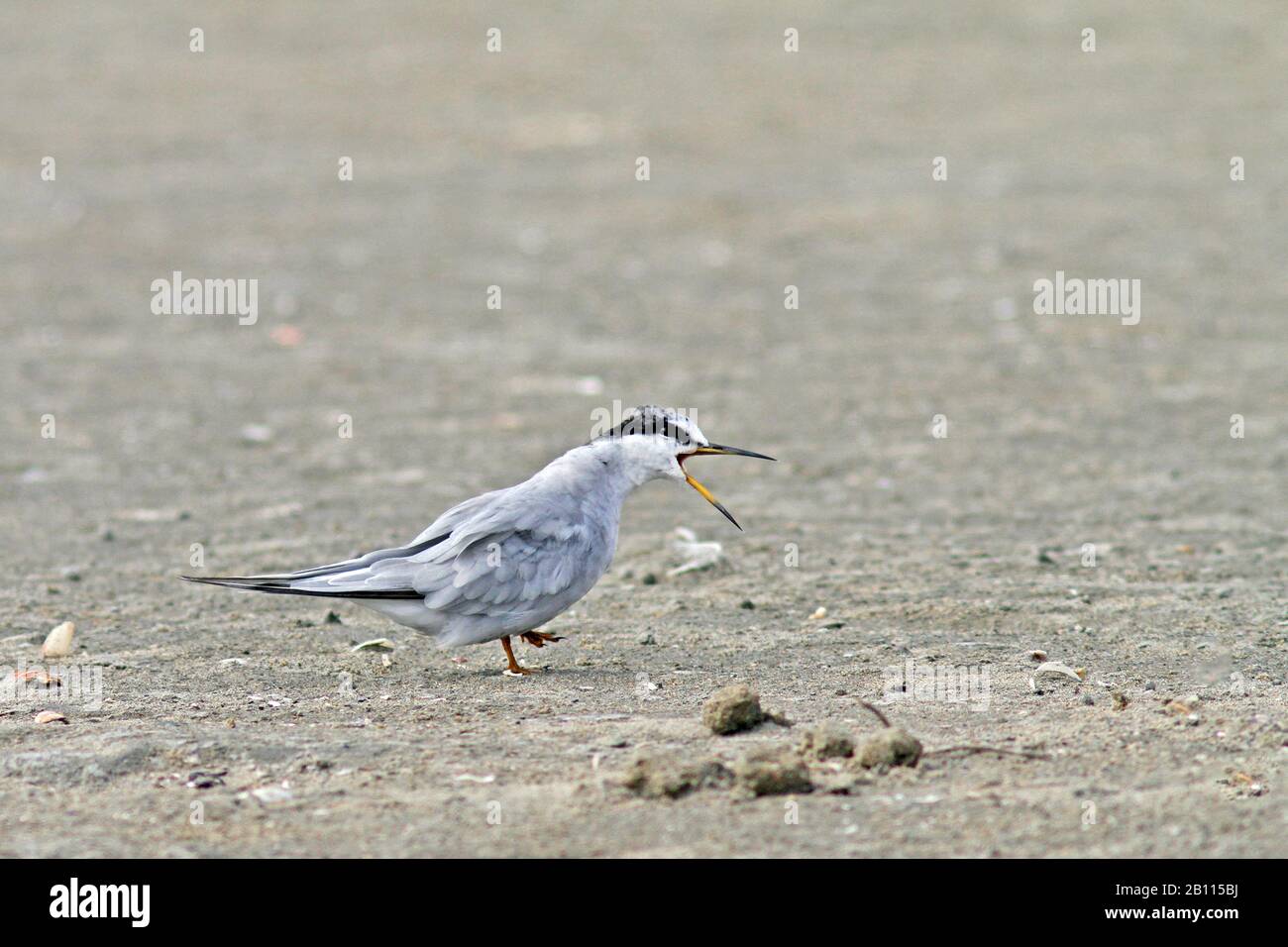 Chilean tern (Sterna lorata.Sternula lorata), calling at the beach, Peru Stock Photo